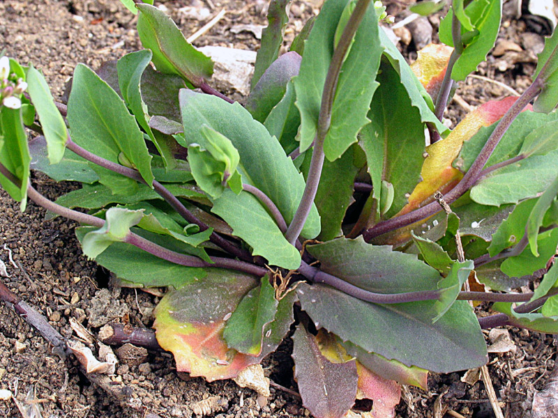 Microthlaspi perfoliatum (=Thlaspi perfoliatum ) / Erba storna perfogliata